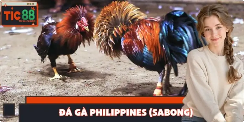 Đá Gà Philippines (Sabong) - Top Nòi Kê Đáng Xuống Tiền 2025
