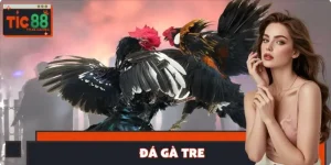 Đá Gà Tre - Đặc Điểm Khiến Kê Thủ Khó Lòng Bỏ Qua Trên TIC88