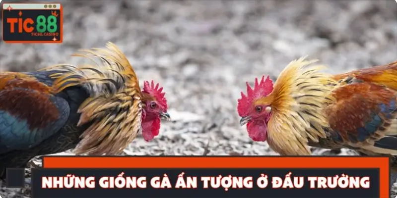 Điểm qua các giống đủ khả năng đấu đá gà Philippines (Sabong)