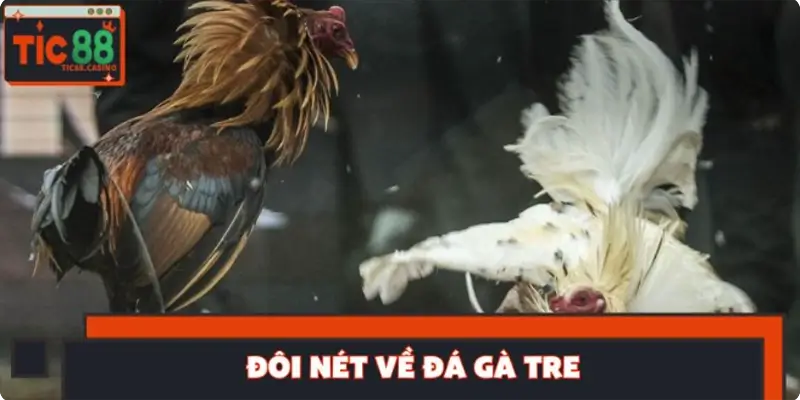 Đôi nét về đá gà tre