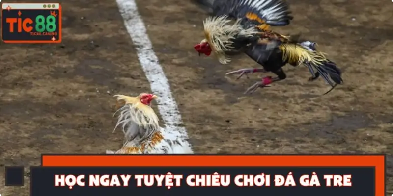 Học ngay tuyệt chiêu chơi đá gà tre chiến thắng mọi trận