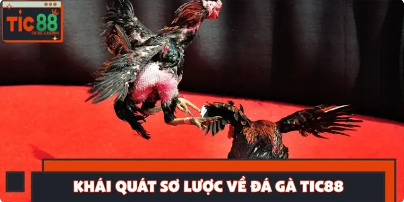Khái quát sơ lược về đá gà TIC88