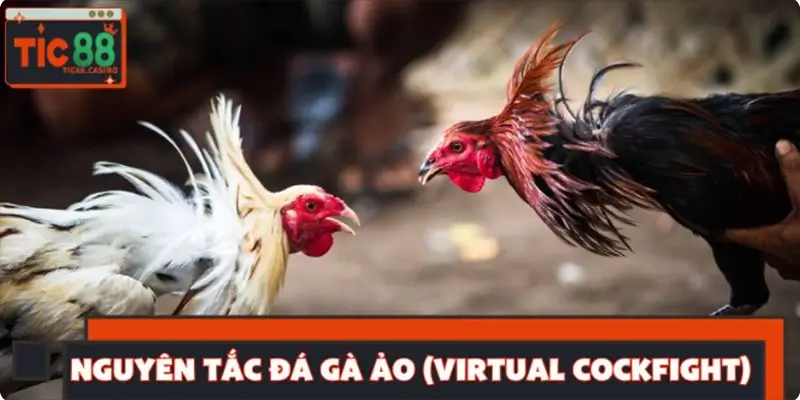 Nguyên tắc khi chơi đá gà ảo (Virtual Cockfight) trên TIC88