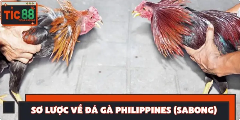 Sơ lược chung về đá gà Philippines (Sabong)
