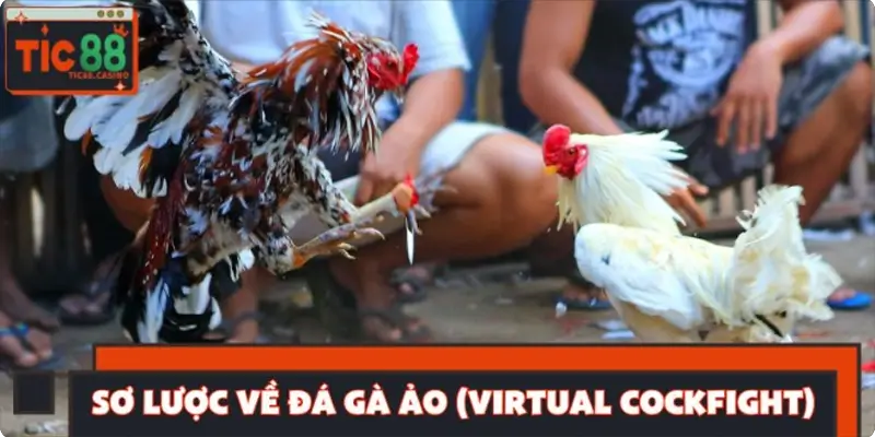 Sơ lược về đá gà ảo (Virtual Cockfight)