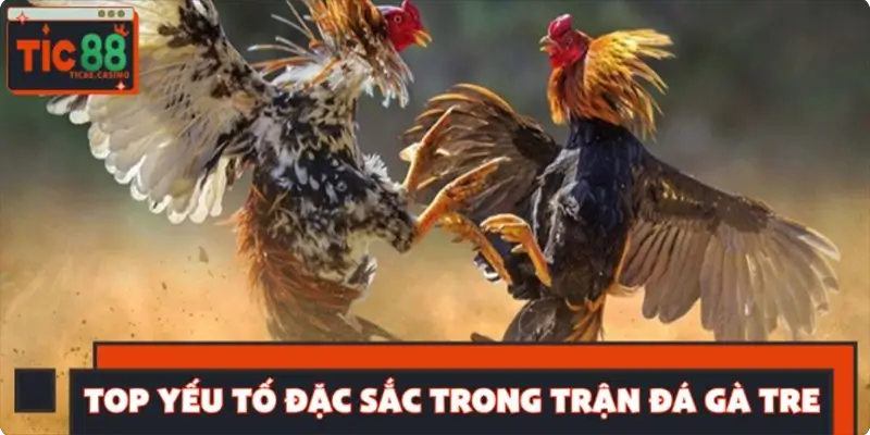 Top những yếu tố đặc sắc trong trận đá gà tre